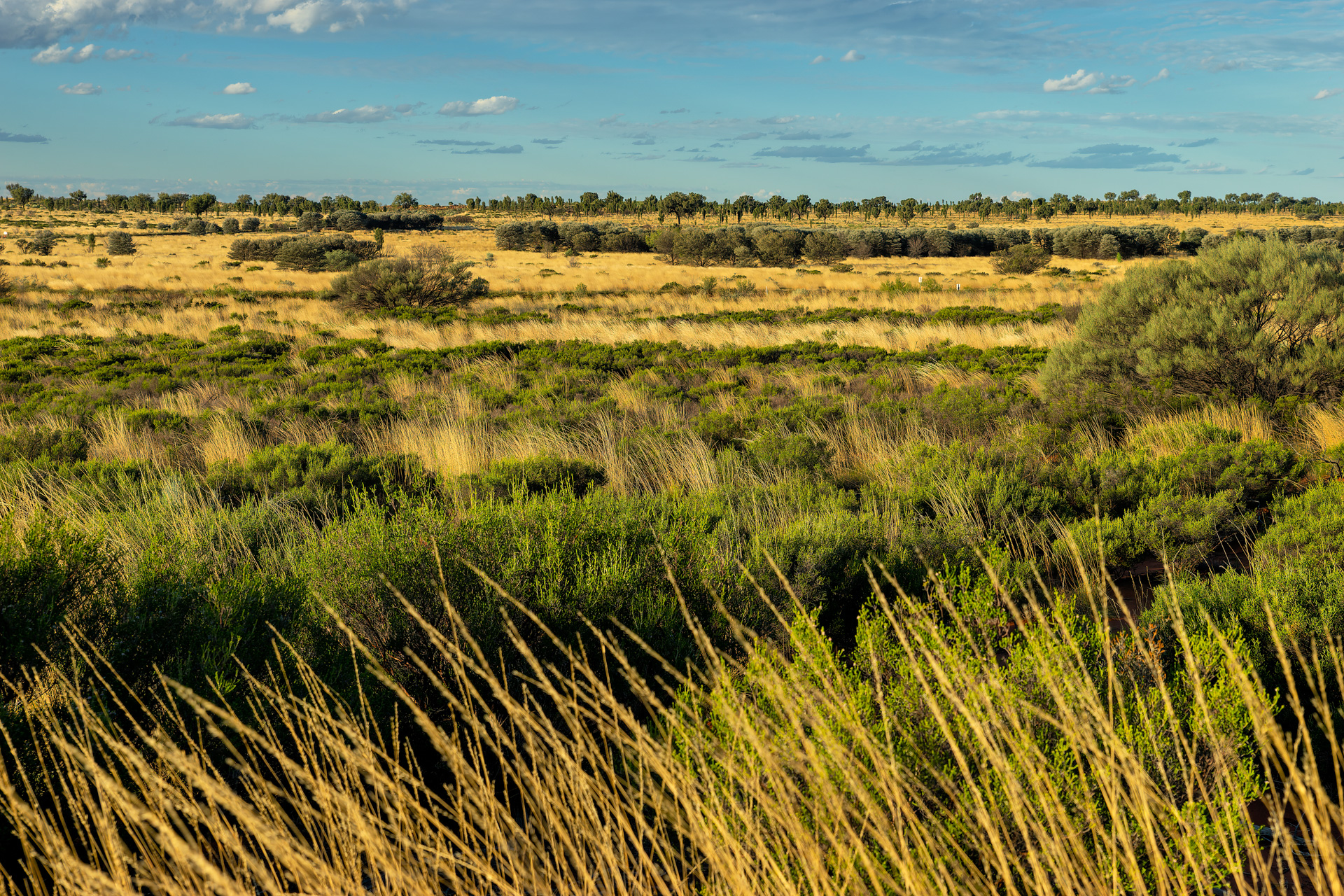 Special lighting mood in the grasslands around Ayers Rock and Uluru